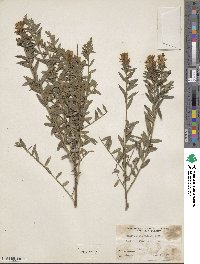 Genista ovata image