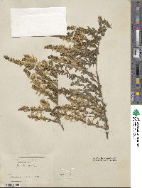 Genista ovata image