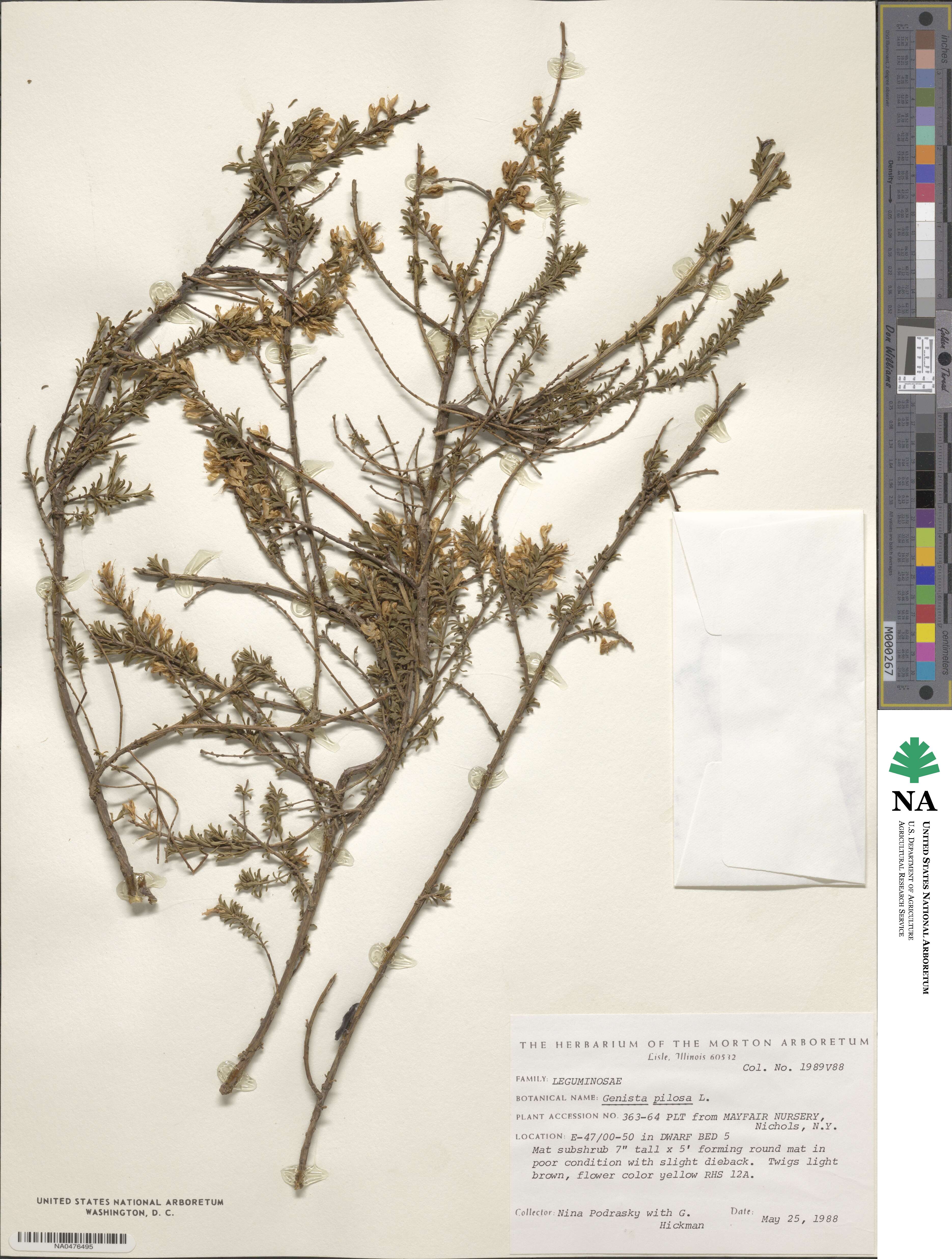 Genista pilosa image