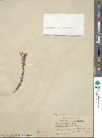 Genista pilosa image