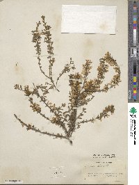 Genista pilosa image