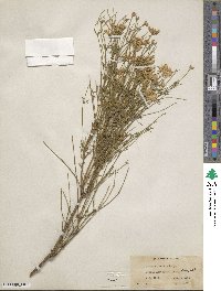 Genista radiata image