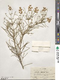 Genista radiata image