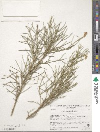 Genista radiata image