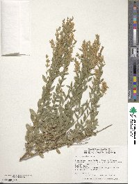 Genista tinctoria image