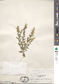 Genista tinctoria image