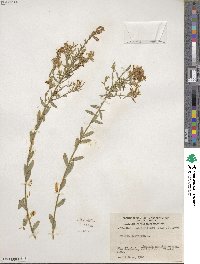 Genista tinctoria image