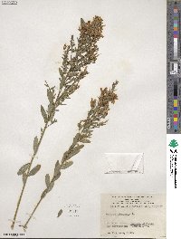 Genista tinctoria image