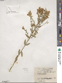 Genista tinctoria image