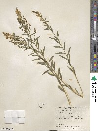 Genista tinctoria image