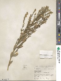 Genista tinctoria image