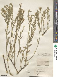 Genista tinctoria image