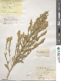 Genista tinctoria image