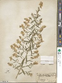 Genista tinctoria image