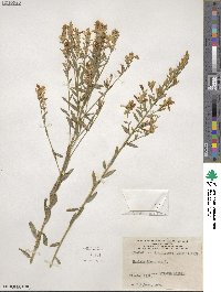 Genista tinctoria image