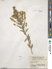 Genista tinctoria image