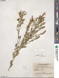 Genista tinctoria image