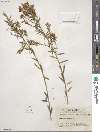 Genista tinctoria image