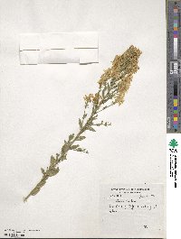 Genista tinctoria image