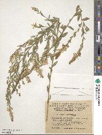 Genista tinctoria image