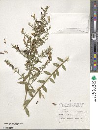 Genista tinctoria image