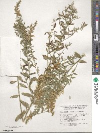 Genista tinctoria image