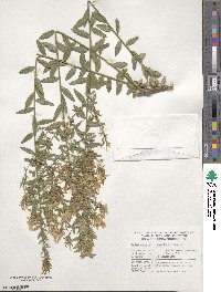 Genista tinctoria image