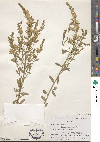 Genista tinctoria image