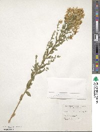 Genista tinctoria image