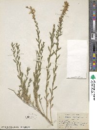 Genista tinctoria image