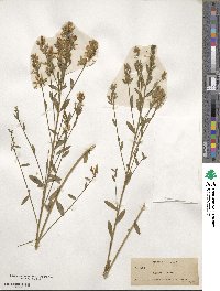 Genista tinctoria image