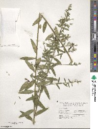 Genista tinctoria image