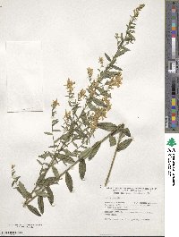 Genista tinctoria image