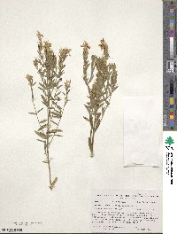 Genista tinctoria image