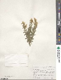 Genista tinctoria image