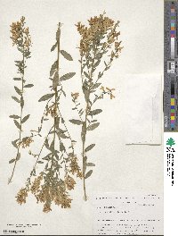 Genista tinctoria image