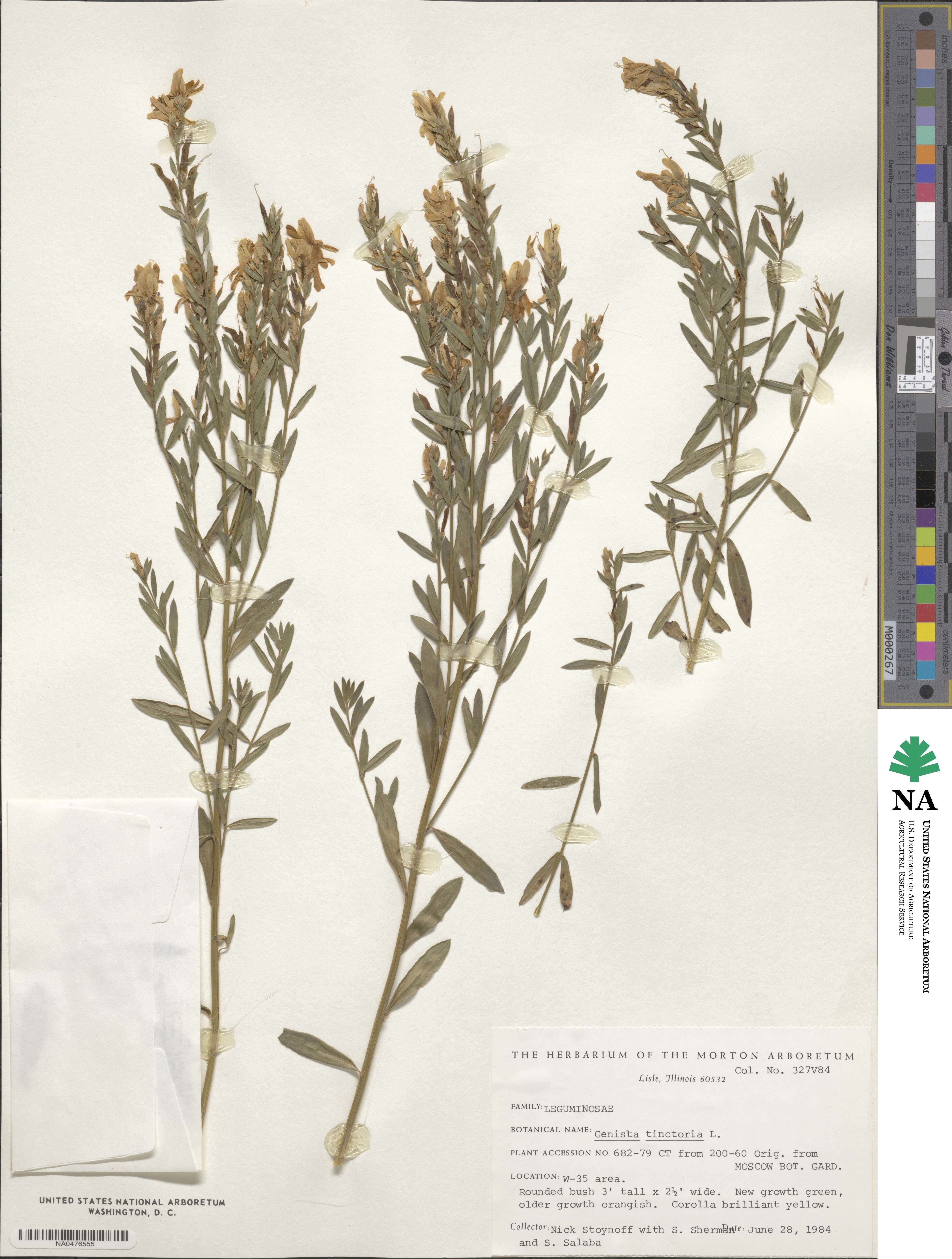 Genista tinctoria image