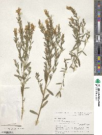 Genista tinctoria image