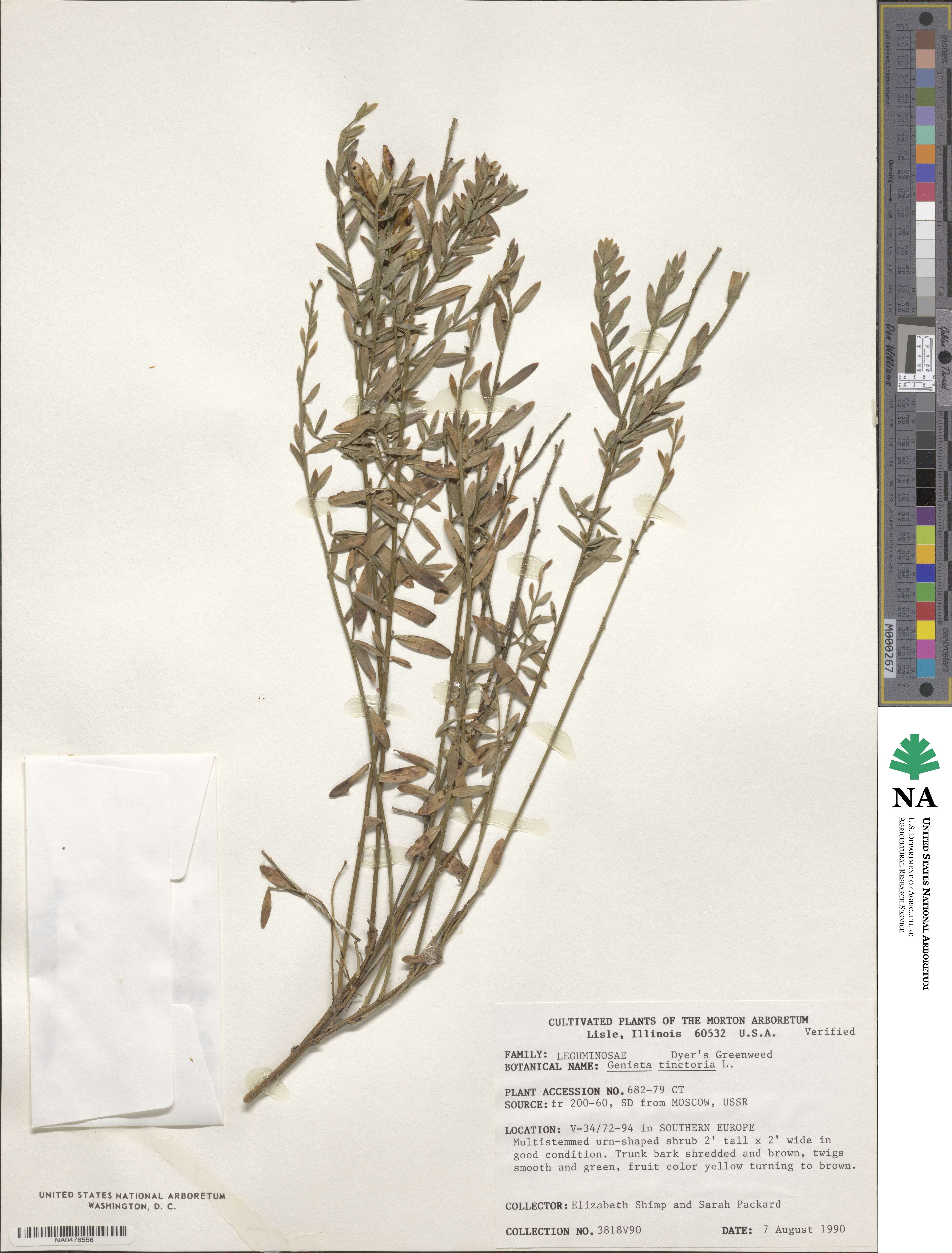 Genista tinctoria image