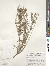 Genista tinctoria image