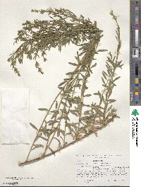 Genista tinctoria subsp. tinctoria image