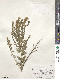 Genista tinctoria image