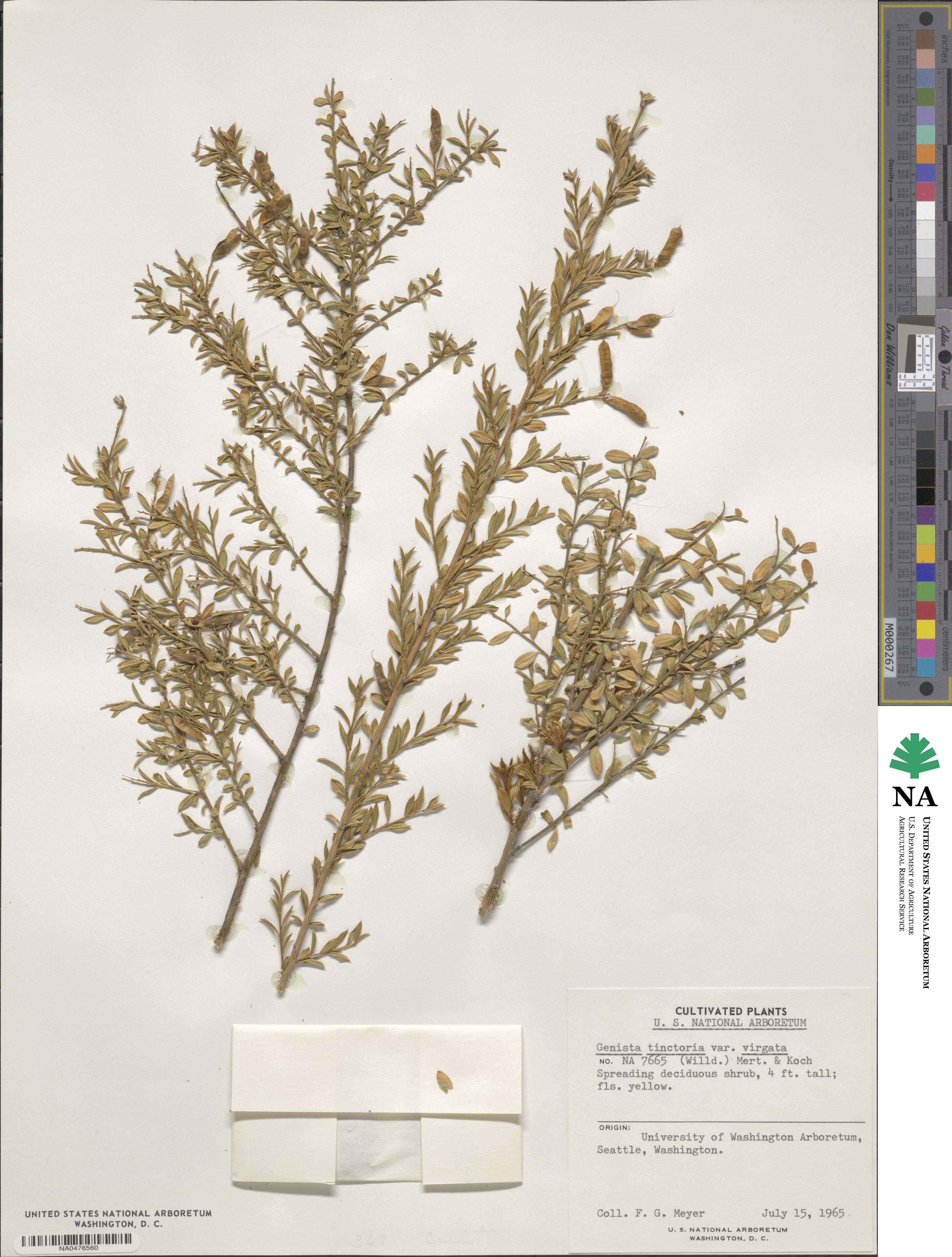 Genista tinctoria subsp. tinctoria image