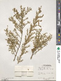 Genista tinctoria subsp. tinctoria image