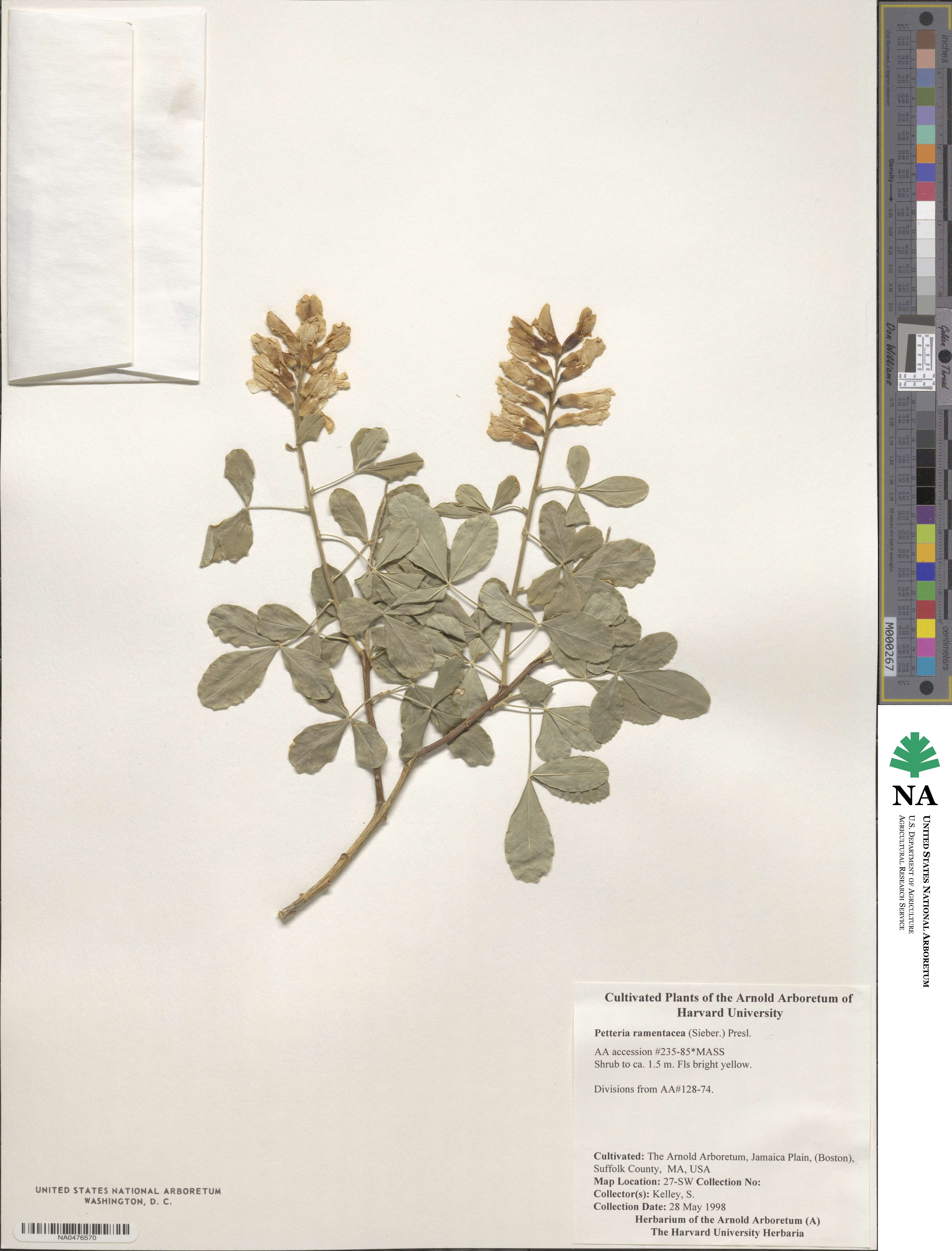 Petteria ramentacea image