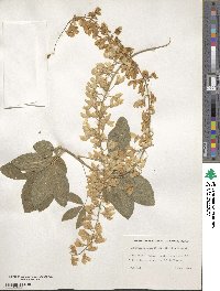 Image of Laburnum alpinum