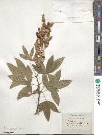 Laburnum alpinum image