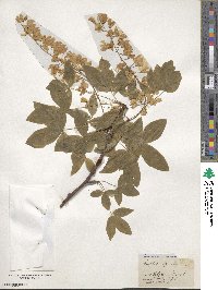 Laburnum alpinum image