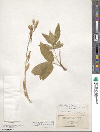 Laburnum alpinum image