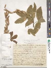 Laburnum alpinum image